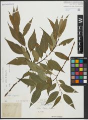 Foto von Salix alba L. x Salix fragilis L.